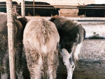 продам бу оборудование для птицефабрики: Продаю | Бык (самец) | Швицкая, Симментальская, Аулиекольская | На откорм — 7