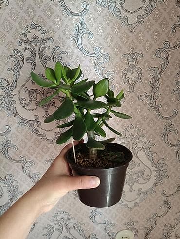 за неделю: Толстянка (денежное дерево) в горшке - Компактный кустик с утолщённым — 1