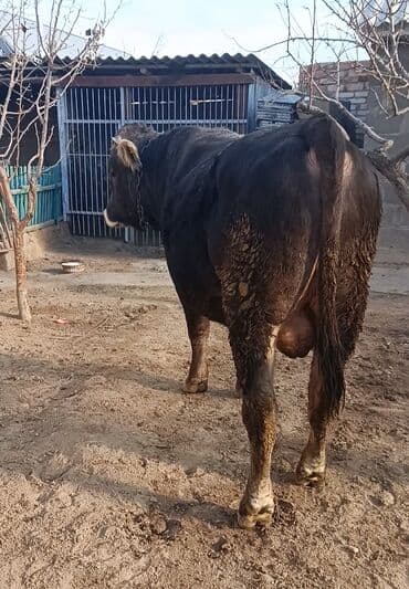 кролик французский баран: Продаю | Бык (самец) | Швицкая | Для разведения, Для молока | Осеменитель, Искусственник — 8