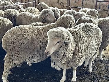 зарезать барана: Продаю | Баран (самец) | Меринос | На забой, Для разведения | Племенные — 1