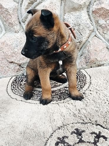 овчарка цена: Бельгийская овчарка, 2 месяца, Самка, С прививкой, С родословной — 2