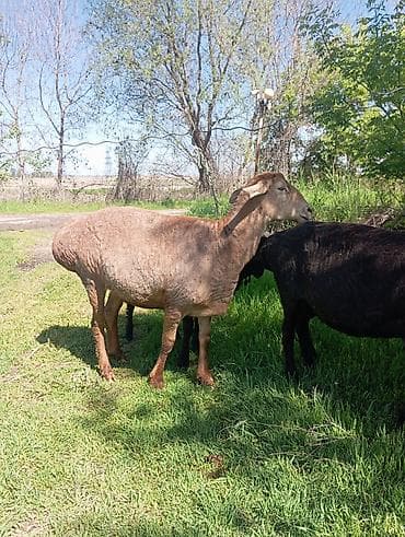 бараны ягнята: Продаю | Овца (самка) | Арашан | Для разведения | Матка — 2