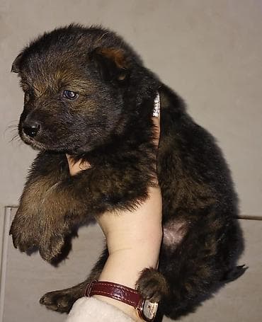 Щенки метисы, короткошерстные, компактные. Малыши темно-окрасочные