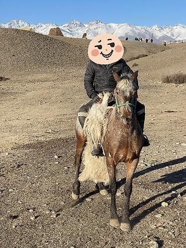 Другие животные: Продаю | Жеребец | Рабочий — 5