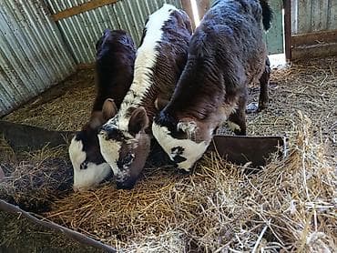 Животные: Продаю | Тёлка | На откорм — 3