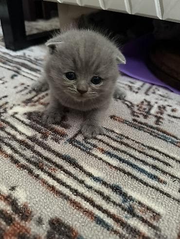 бурма кошка: Шотландские вислоухие котята (Scottish Fold), окрас голубой (blue). - — 3
