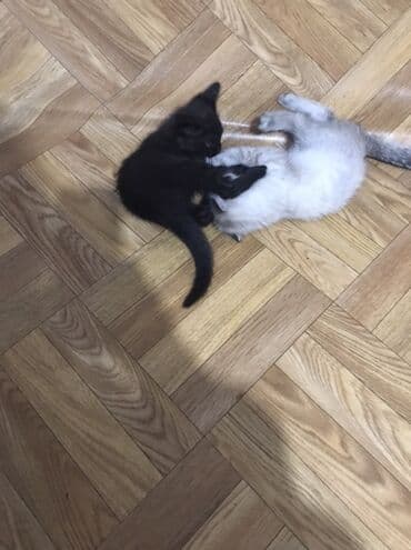 щенки охотничьих собак: Кошка даром: Беспородная, 2 месяца, Мальчик, Приучена к лотку — 2