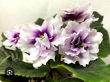 чоп орчу: Продаю детки сортовых фиалок,около 200 сортов🌺🌿🌺. Цены 80-130сом. Есть — 2