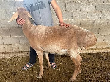 Продаю | Овца (самка) | Для разведения