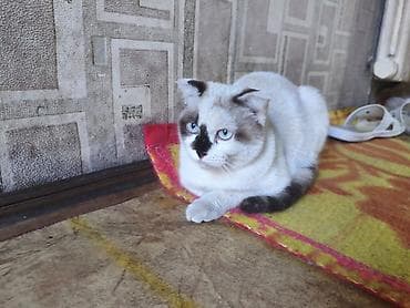 кошка котенок: Скотиш Фолд (Шотландская вислоухая), 5 месяцев, Девочка, Приучена к лотку — 1