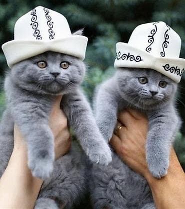 саванна кошка цена: Британская короткошёрстная, 2 месяца, Мальчик — 2