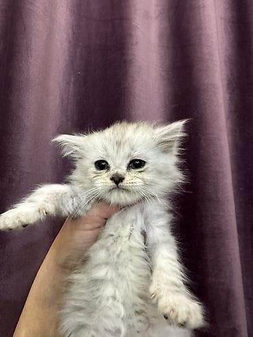 Продажа кошек: Скотиш Фолд (Шотландская вислоухая), 1 месяц, Девочка, Белый, Приучена к лотку — 3