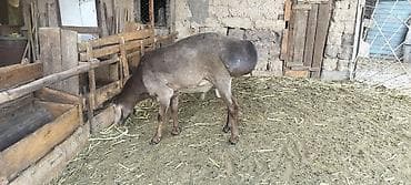 Сатам | Кочкор (эркек) | Арашан | Көбөйтүү үчүн | Жасалма жол менен боозутуу — 2