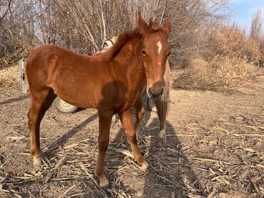 декоративные кролики: Сатам | Тай | Жумушка — 8