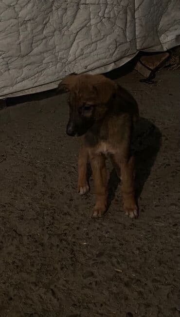 продам собаку: Овчарка, 2 месяца, Самка — 10