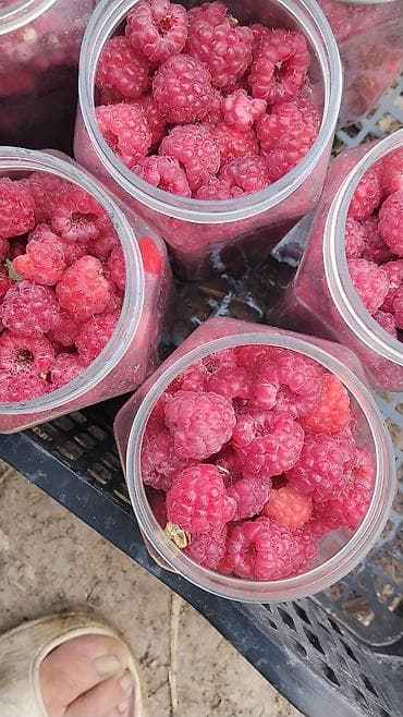 варенье цена: Продаю малину 1 кг -250 сом . от 10 Ти кг доставка бесплатно — 1