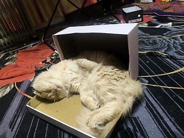 scottish fold: Кошка даром: Скотиш Фолд (Шотландская вислоухая), 2 года, Мальчик, Приучена к лотку — 2
