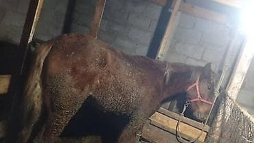 мышык сатылат: Сатам | Байтал | Жумушка — 2