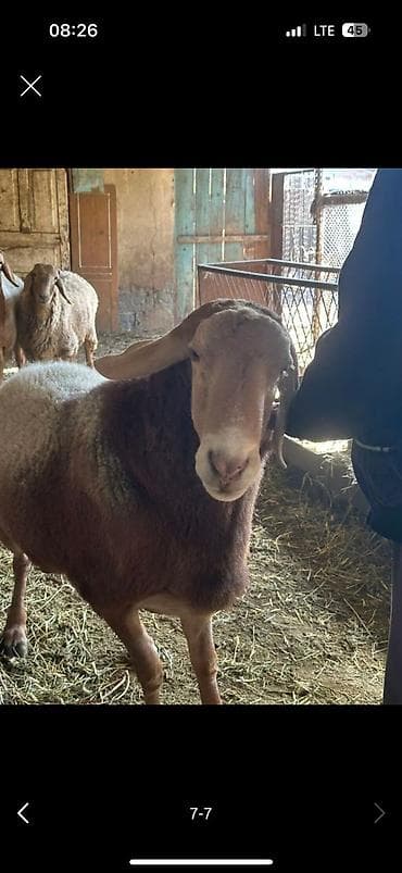 Ветеринар кызматы: Сатам | Кочкор (эркек) | Арашан | Көбөйтүү үчүн — 1