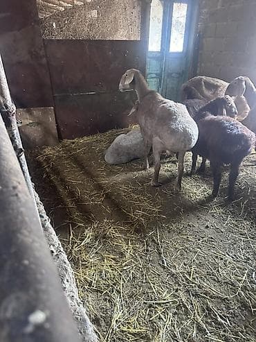 кармашки для баран: Продаю | Овца (самка) | Для разведения — 2