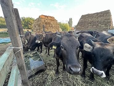 кошки парода: Продаю | Тёлка | Полукровка, Алатауская, Швицкая | На откорм, На забой, Для разведения | Племенные, Не стельные, Отела не было — 6