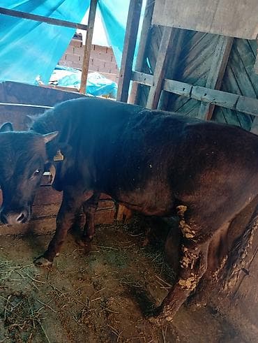 продаю корову с теленком: Продаю | Бык (самец) | На откорм | Привязанные — 2