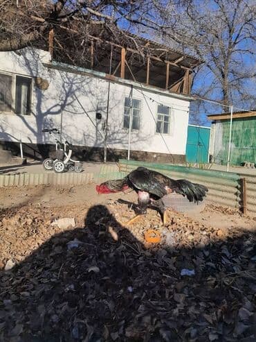 купить экзотических животных: Продаю | Петух | Бойцовая | Для разведения — 1