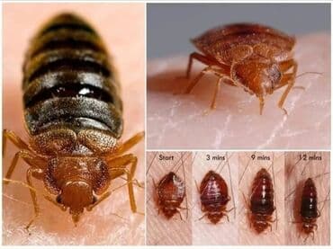 ваты: Дезинфекция, дезинсекция, | Клопы, Тараканы, Блохи, | Кафе, магазины, Дома, Квартиры — 4