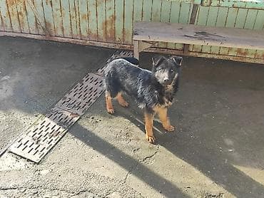 кана корсо: Немецкая овчарка, 5 месяцев, Самка, С прививкой — 1