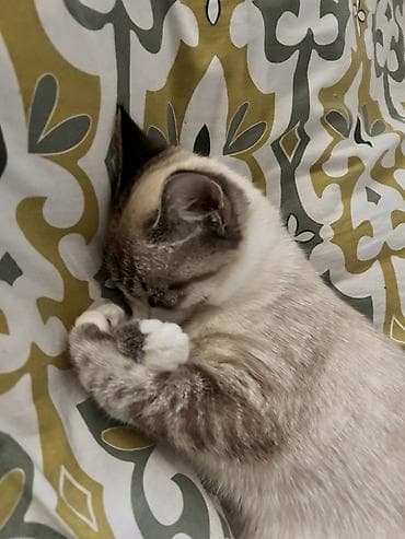кошка американский керл: Ищем кота для вязки 🐾 Милая домашняя кошка с нежным окрасом поинт — 6