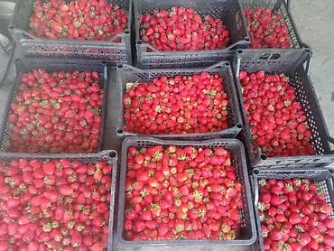 складные стулья бишкек: Клубника Альбион — 1