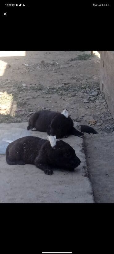 собака даберман: Питбуль, 2 айлык, Эркек, Эмделген — 1