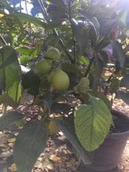 malina.kg продажа малины оптом в бишкеке новопокровка фото: Продается лимонное дерево с плодами и без, многолетние и молодые — 2