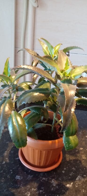 люцерна джеа в кыргызстане: Каланхоэ. Цена зависит от размера растения — 4