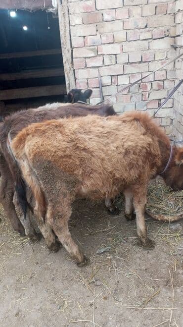 Зоотовары: Продаю | Музоо, торпок | Полукровка | На откорм | Привязанные — 2