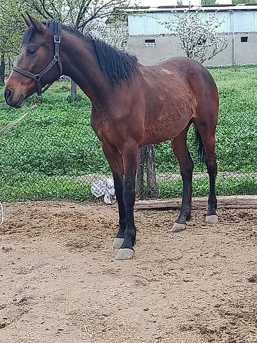 Продаю | Кобыла (самка) | Полукровка | Конный спорт | Мерин