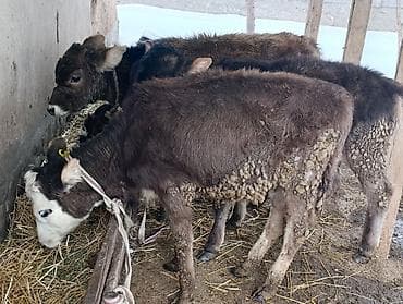 сколько стоит корова 2023: Продаю | Бык (самец), Тёлка, Музоо, торпок | Алатауская — 10