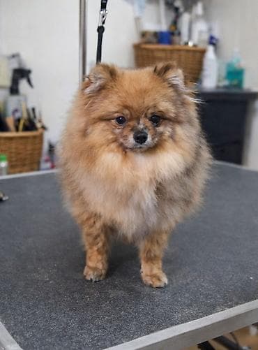 командор: Шпиц, 8 месяцев, Самка, С прививкой, С родословной — 1