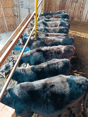 в связи с переездом отдам попугая жако в добрые руки: Продаю | Корова (самка), Тёлка, Музоо, торпок | Голштин, Алатауская, Швицкая | Для разведения, Для молока | Племенные, Искусственник — 18