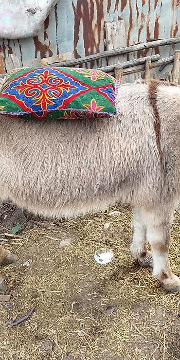 где можно купить енота: Осёл эшак — 3