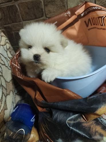 шпицы цена: ШПИЦ ПОД БРОНИРОВАНИЕ щенкам месяц, цена указана без документов, при — 3