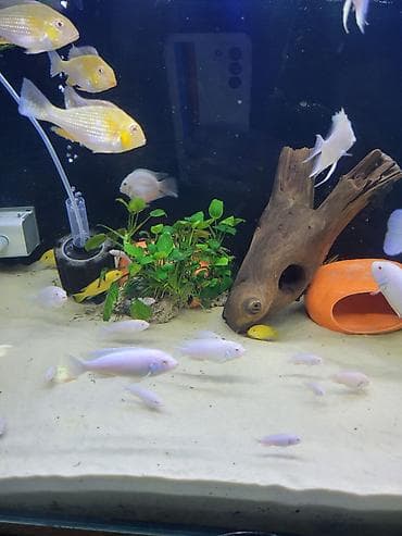 аквариумные черепахи мини: Цихлиды альбиносы для домашнего аквариума белый принцы и попугай — 10