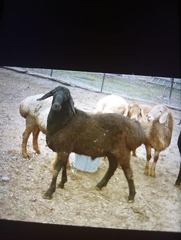 Продаю | Овца (самка), Ягненок, Баран (самец) | Гиссарская, Эдильбаевская, Арашан | На забой, Для разведения, Для шерсти | Ярка