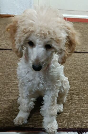 Иттер: Щенки пуделя (карликовые/той, по типу) светло-рыжего и абрикосового — 1