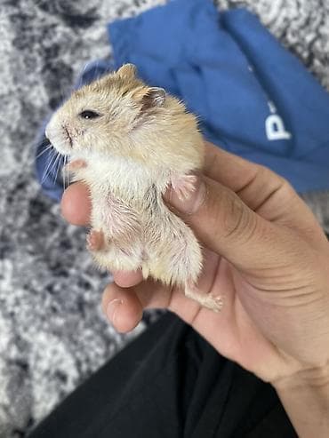 сколько стоит маленький хомячок: Карликовый хомячок (похож на джунгарика/хамстера Роборовского) с — 2