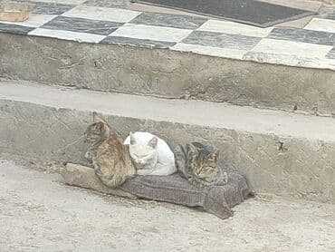 дом для кош: Мышык бекер берилет: Ангор, 4 айлык, Эркек, Лотокко барууга үйрөтүлгөн — 3