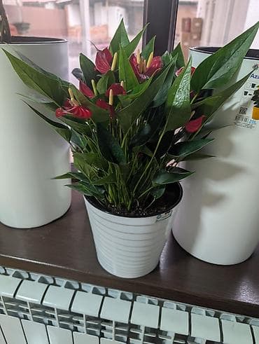 гулдор: Антуриум (красно-бордовые соцветия) в декоративном кашпо - Компактный — 1