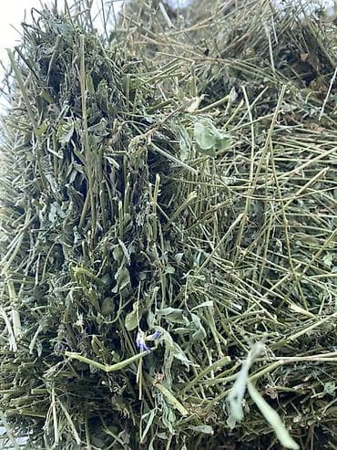 кукуруза кормовой: Сено в тюках (люцерна/луговое) - Прессованные прямоугольные тюки — 1