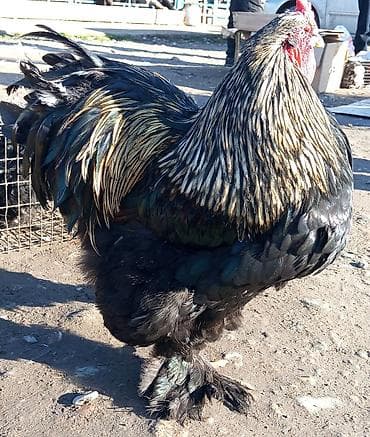 Кошки: Продаю | Петух | Брама | Для боев — 2