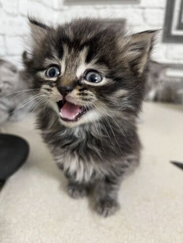 шотланская вислоухая кошка: Продаются котята.2 мальчика и 2 девочки.Дата рождения 18.10. 2025 — 3